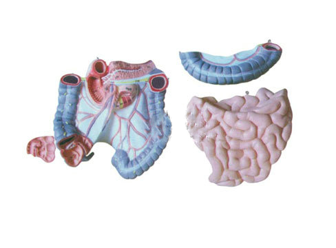 結腸空回腸解剖模型