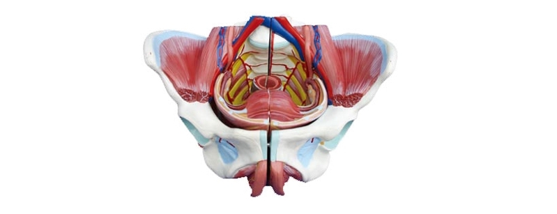 女性骨盆附生殖器官與血管神經模型